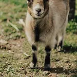 Refúgio Da Cancela - * Covelas (Porto)