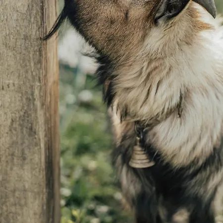 Сasa de vacaciones Refúgio Da Cancela - Arouca *
