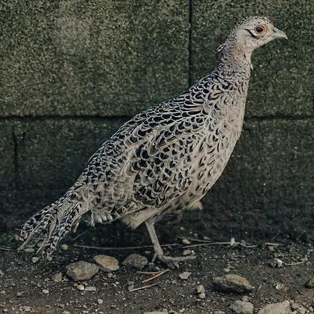 Refúgio Da Cancela - Arouca Covelas (Porto)