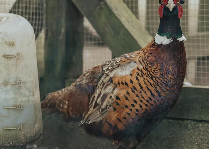 Refúgio Da Cancela - Arouca Covelas (Porto)