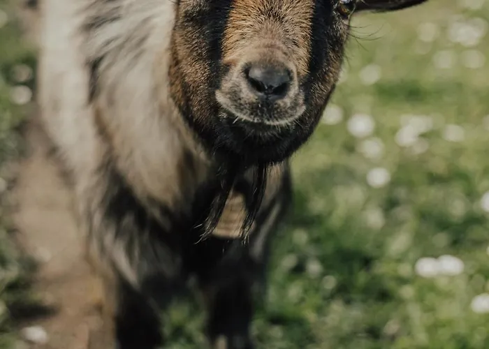 Сasa de vacaciones Refúgio Da Cancela - Arouca