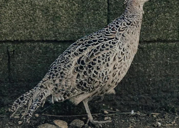 Refúgio Da Cancela - Arouca Covelas (Porto)