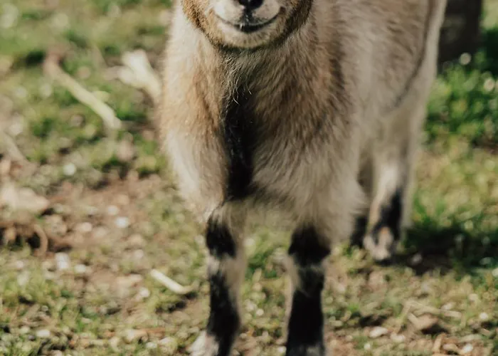 Refúgio Da Cancela - Arouca * Covelas (Porto)